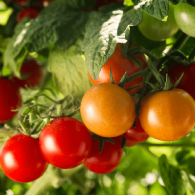 Mesa de trabajo 91 copia 13-8 Mesa de trabajo 91 copia 13-8